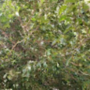 Meet your Posher, Andraya